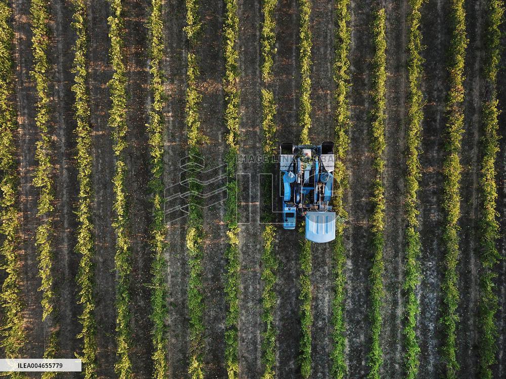 Early 2025 Harvest in The Midst of The French Wine Crisis