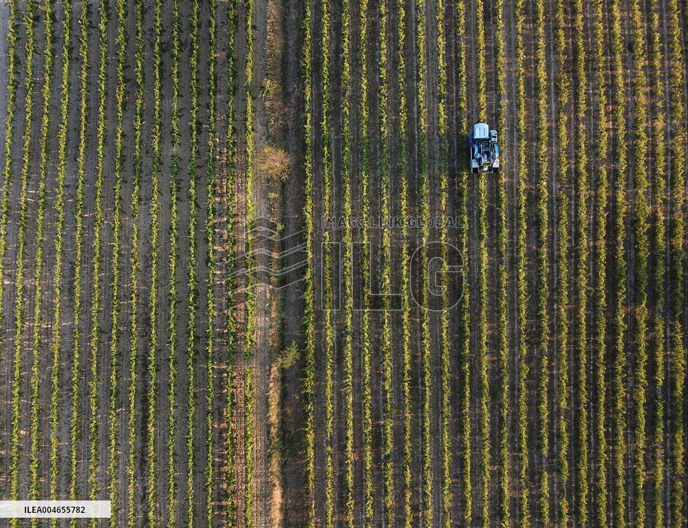 Early 2025 Harvest in The Midst of The French Wine Crisis