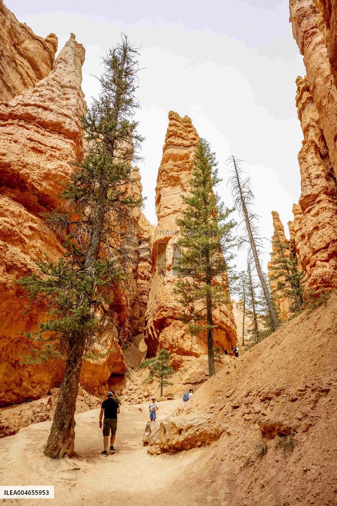 Illustration - Bryce Canyon is a National Park - USA