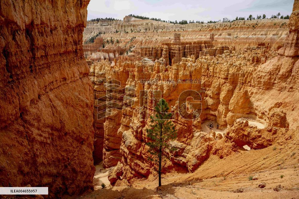 Illustration - Bryce Canyon is a National Park - USA