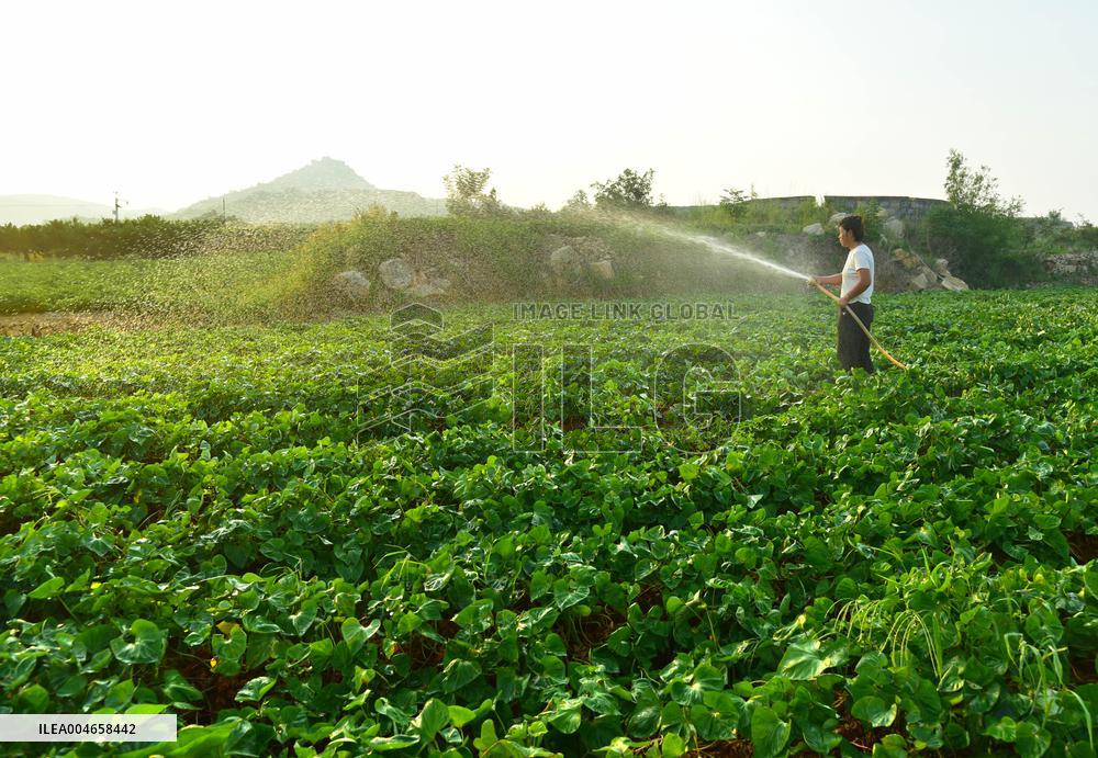 Agricultural Drought Resistance