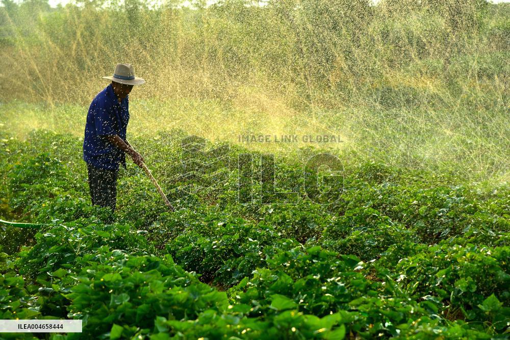 Agricultural Drought Resistance