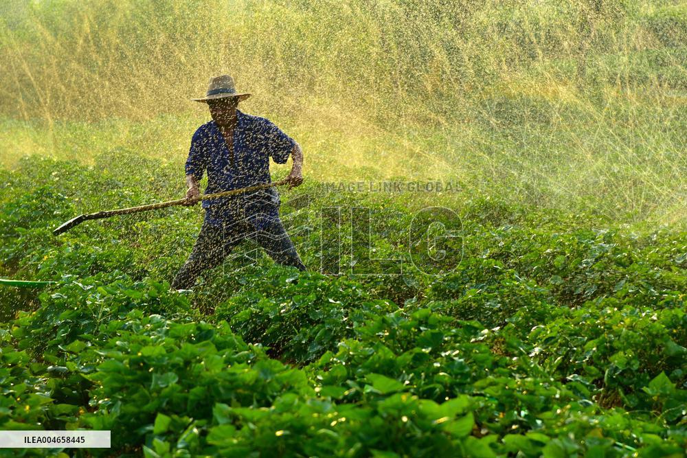 Agricultural Drought Resistance