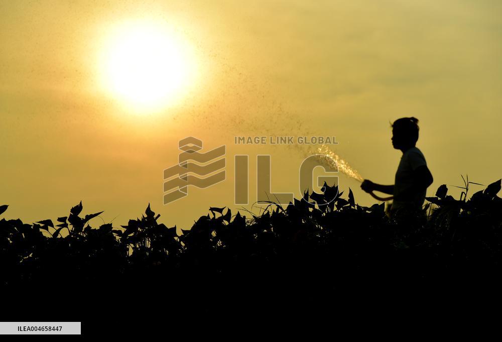 Agricultural Drought Resistance