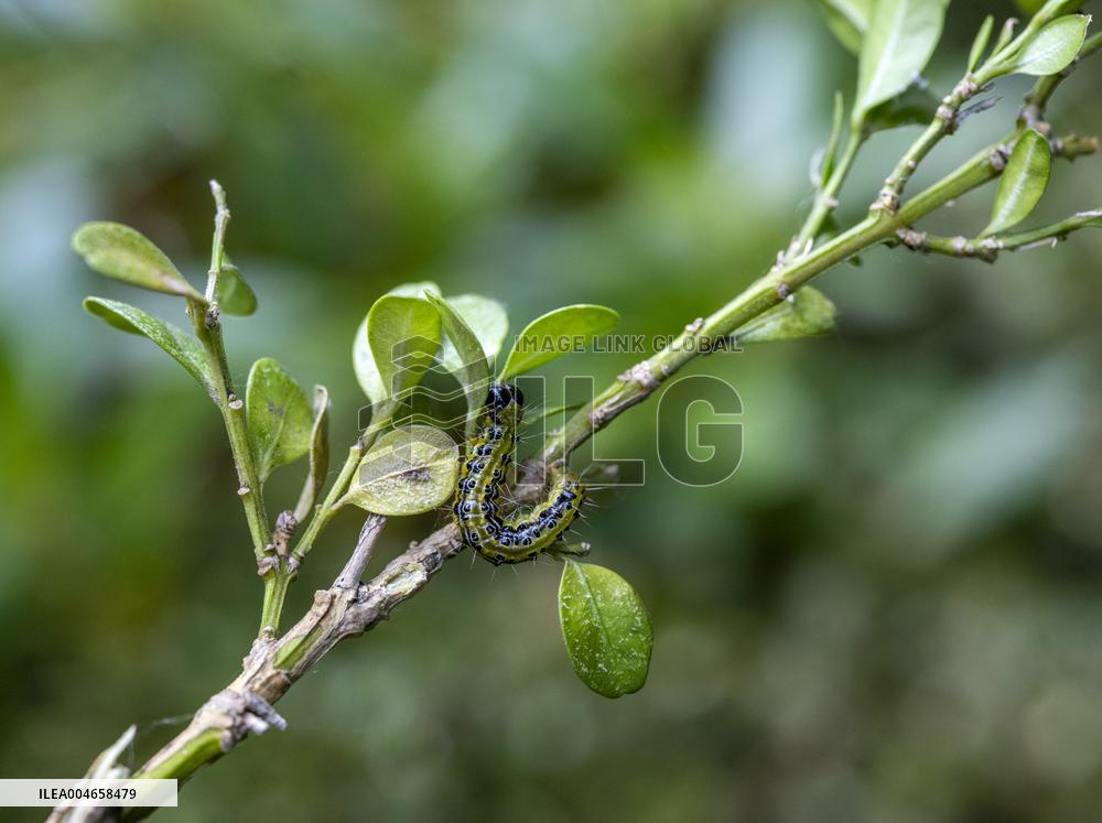 BOX TREE MOTH
