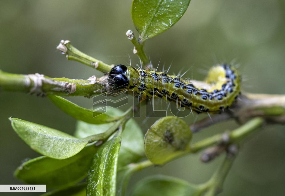 BOX TREE MOTH