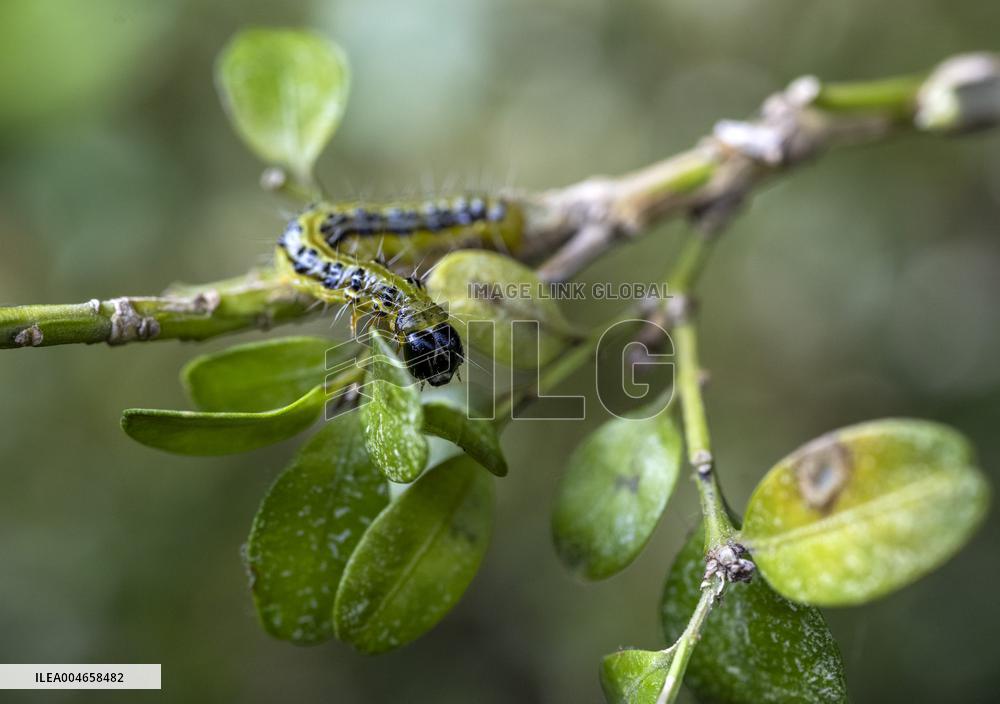 BOX TREE MOTH