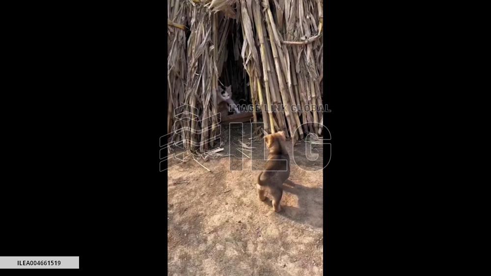 China: Puppy Sneaks Into Cat’s Nest, Gets Unexpected Love