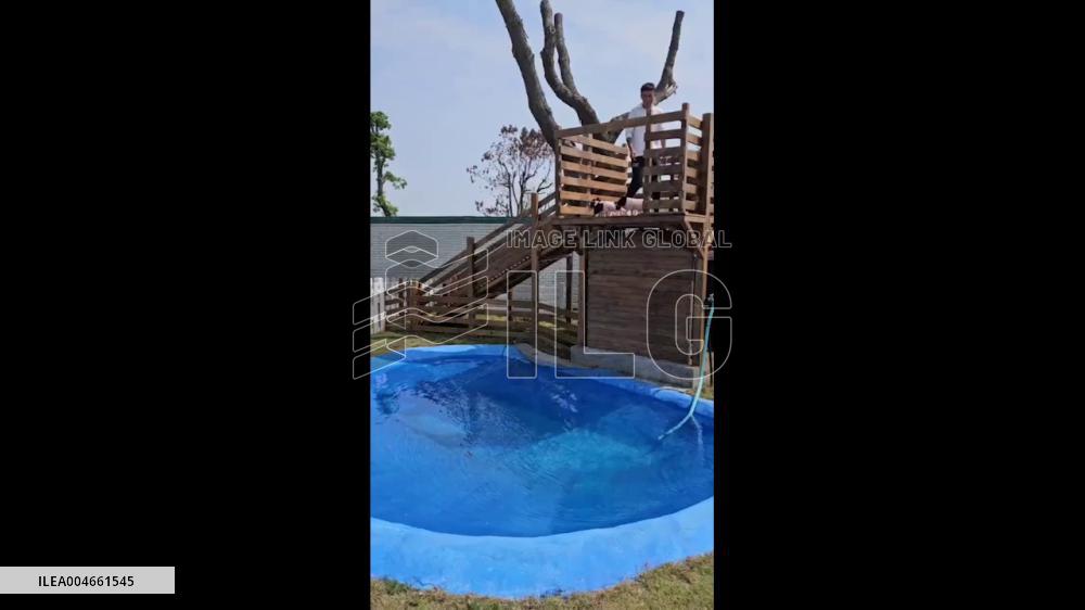 China: Mini Pigs Dive Into Pool, Show Off Swimming Skills in Zhejiang