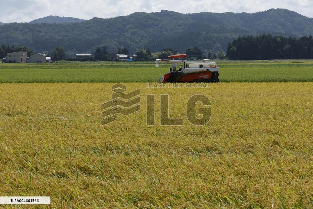 Rice harvest in Japan
