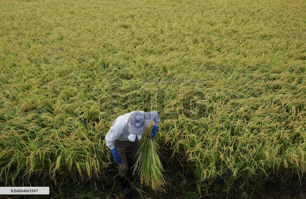 Rice harvest in Japan
