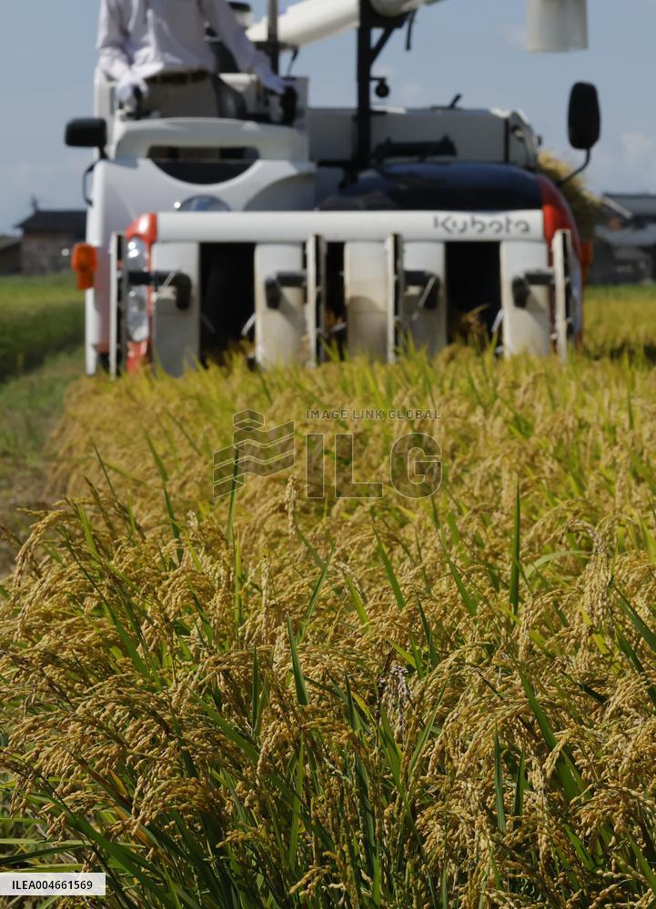 Rice harvest in Japan