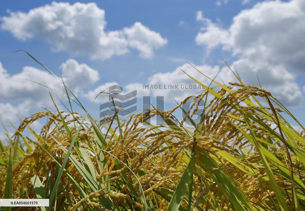 Rice harvest in Japan