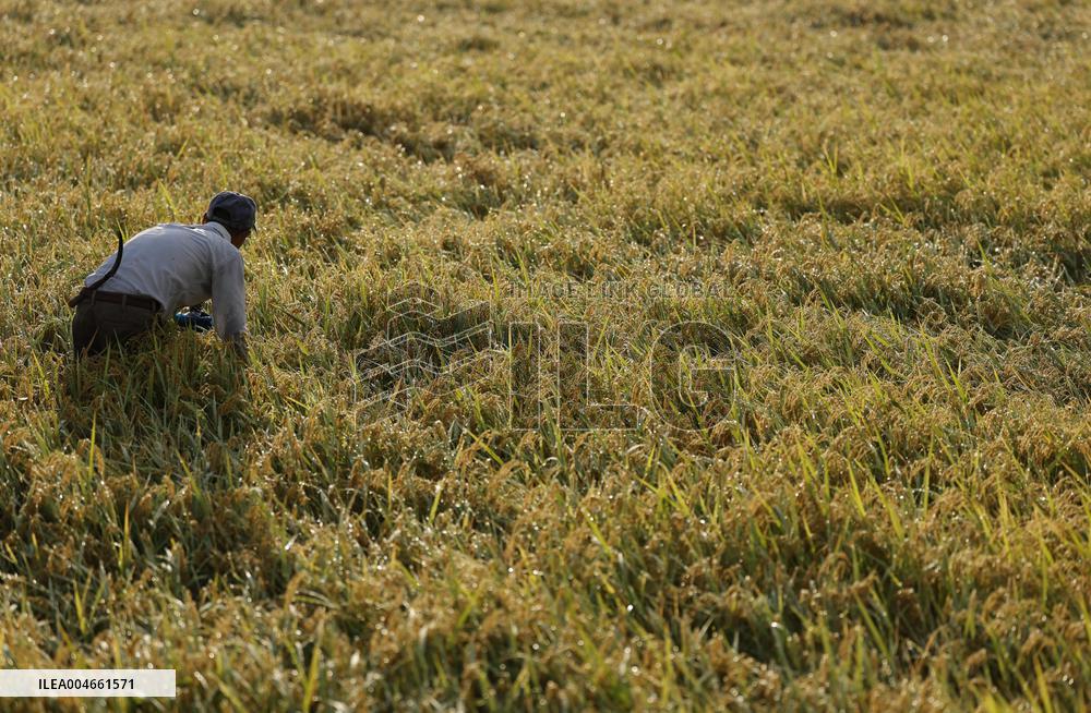 Rice harvest in Japan