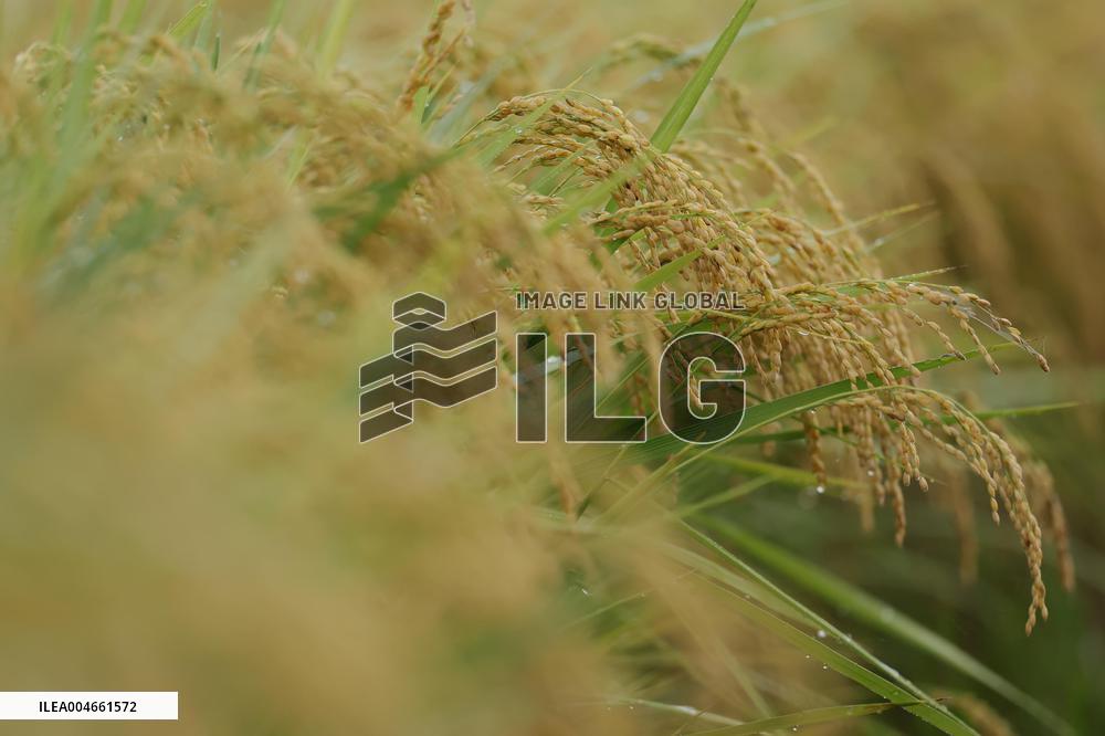 Rice harvest in Japan