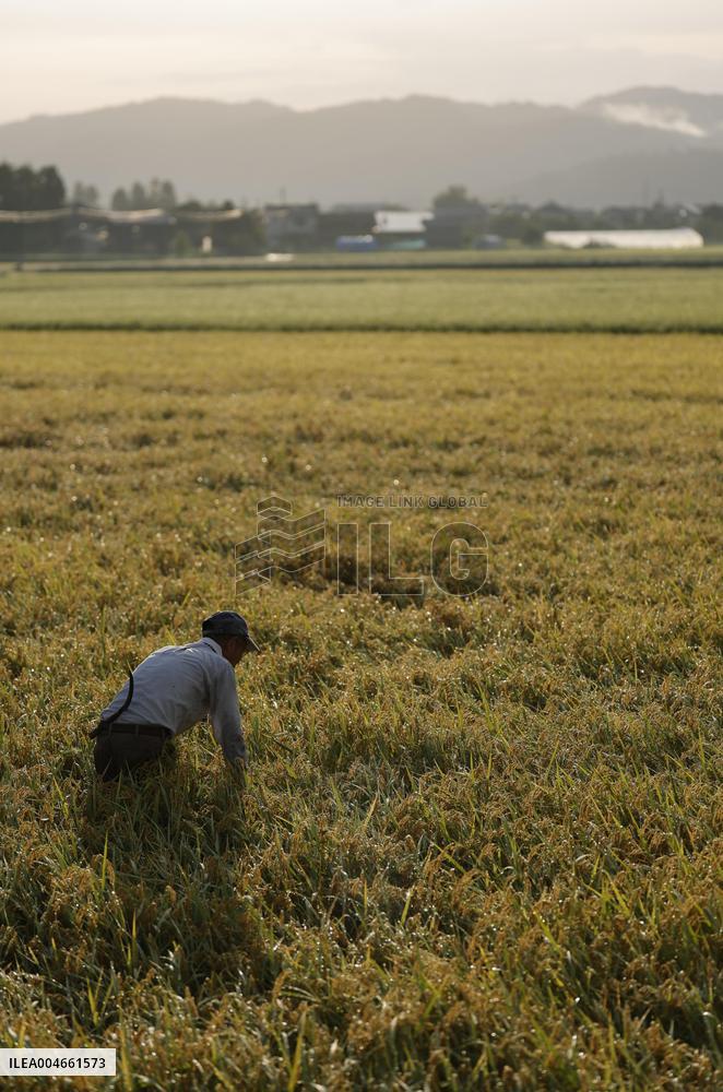 Rice harvest in Japan