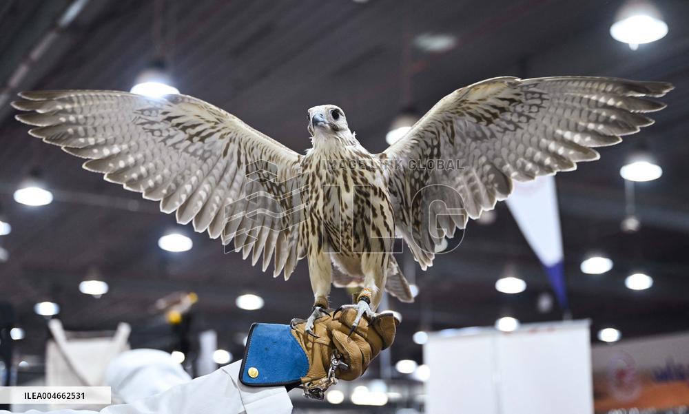Kuwait Falcons Exhibition - Kuwait