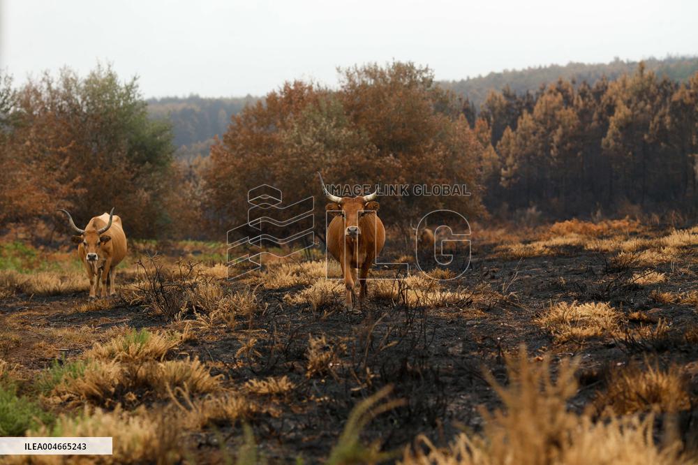 Several Cows on Burned Land - Spain