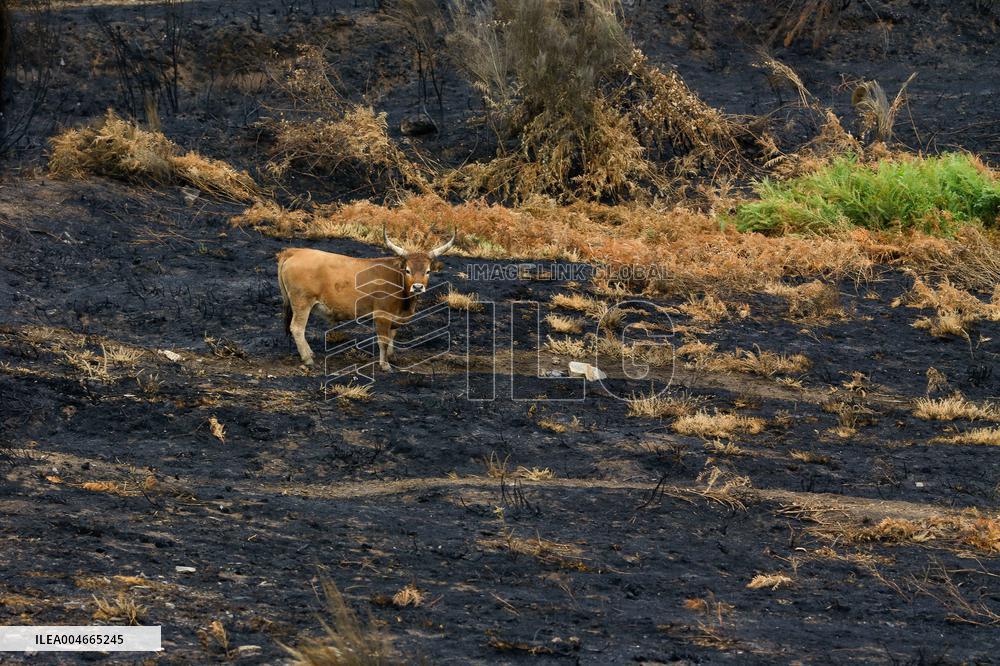 Several Cows on Burned Land - Spain