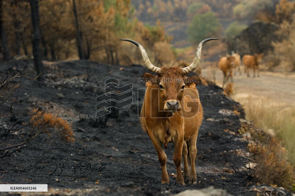 Several Cows on Burned Land - Spain