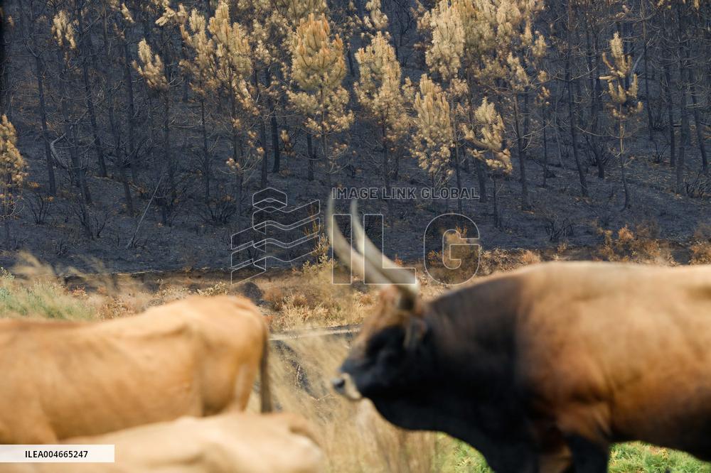 Several Cows on Burned Land - Spain