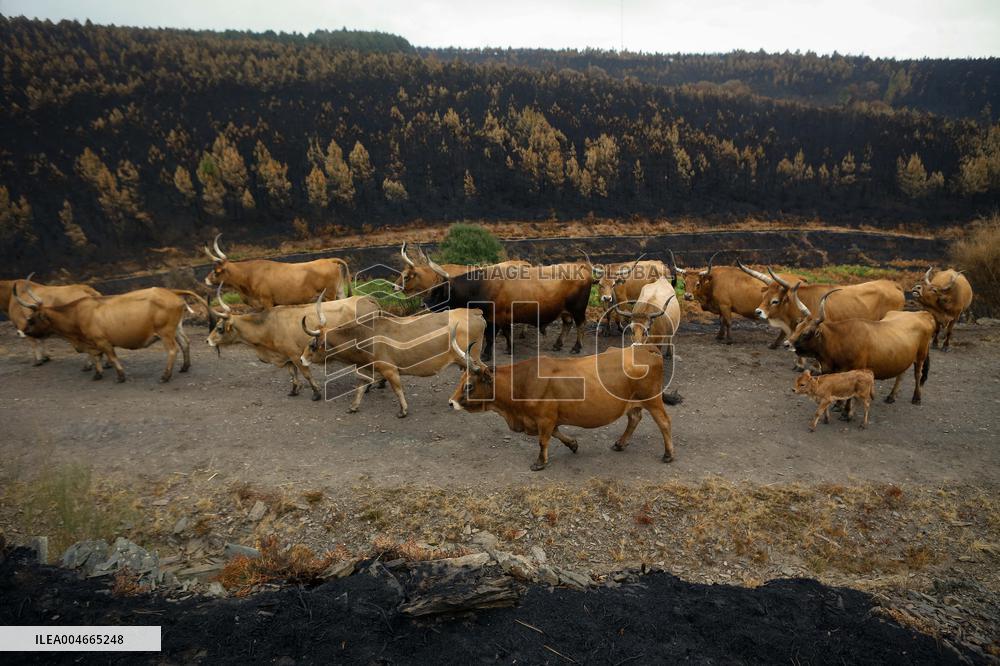 Several Cows on Burned Land - Spain