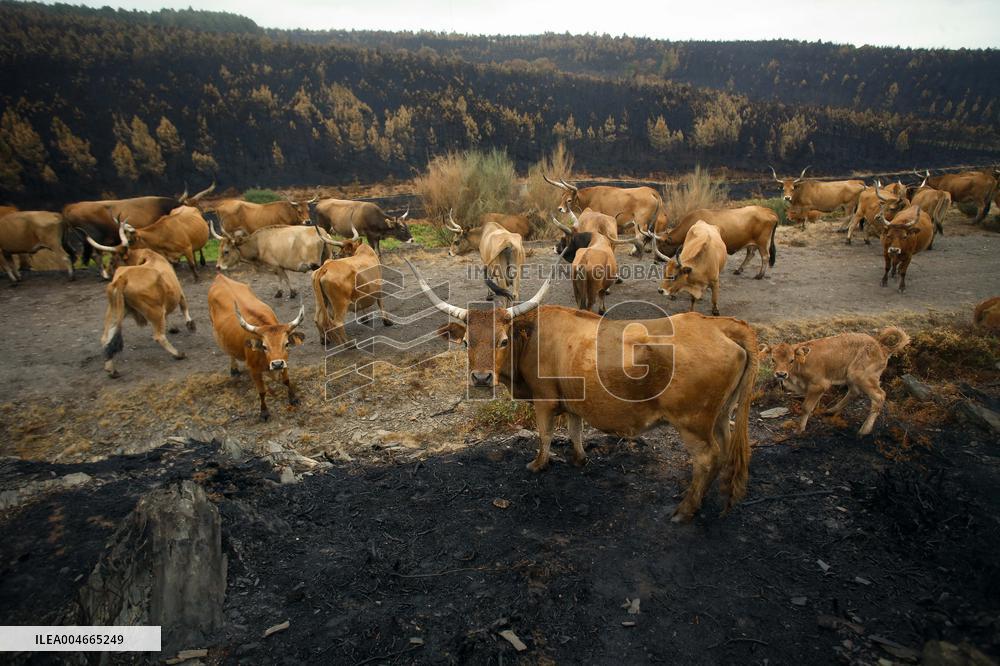 Several Cows on Burned Land - Spain