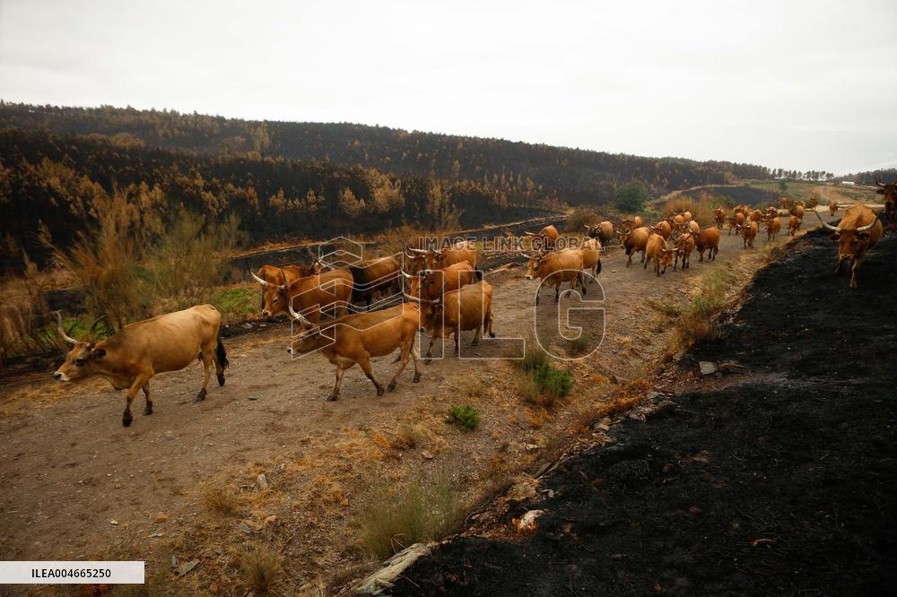 Several Cows on Burned Land - Spain