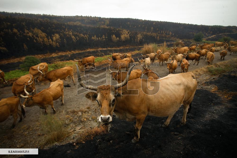 Several Cows on Burned Land - Spain