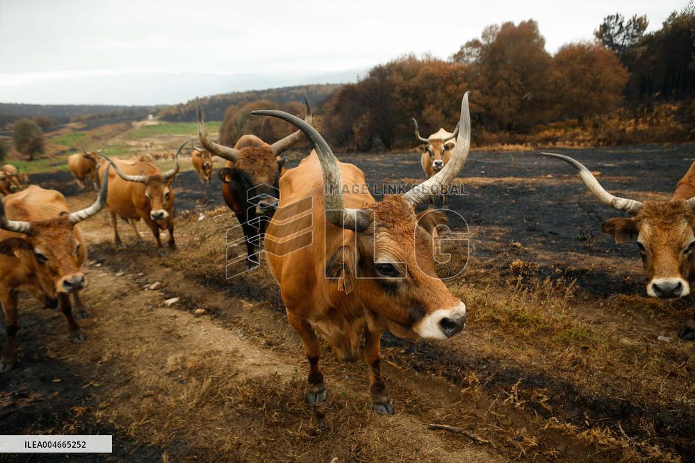 Several Cows on Burned Land - Spain