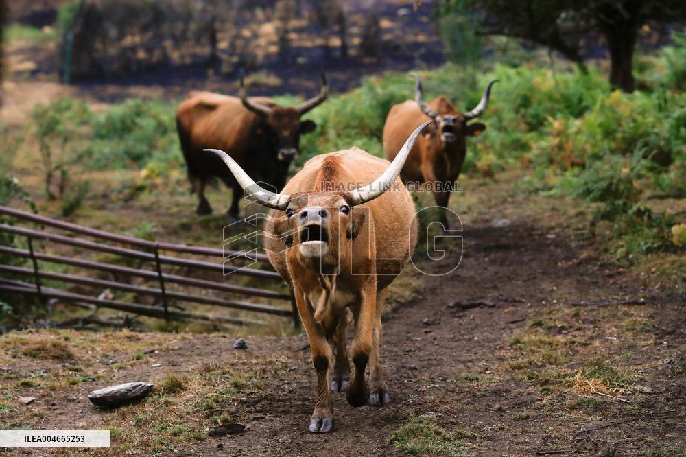 Several Cows on Burned Land - Spain