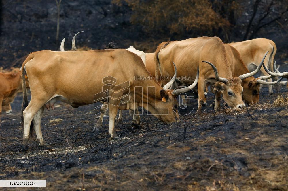 Several Cows on Burned Land - Spain