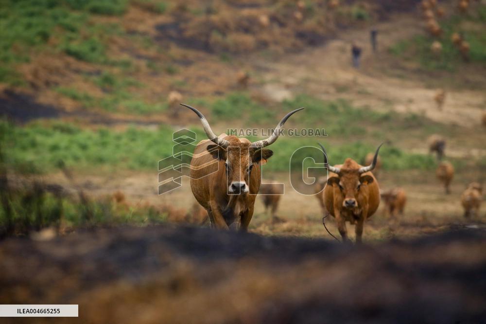 Several Cows on Burned Land - Spain