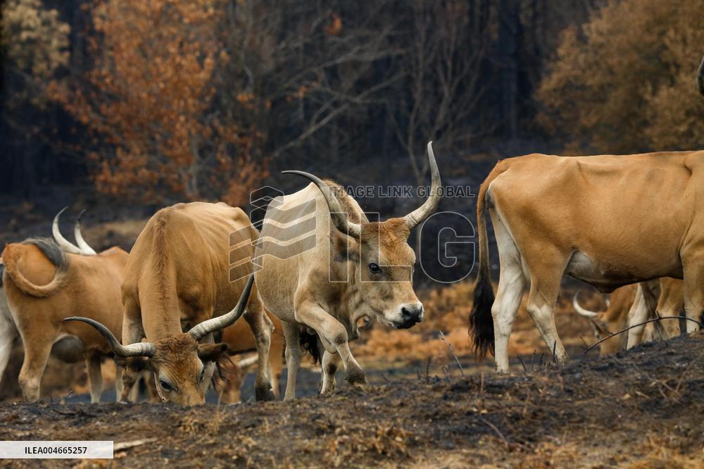 Several Cows on Burned Land - Spain