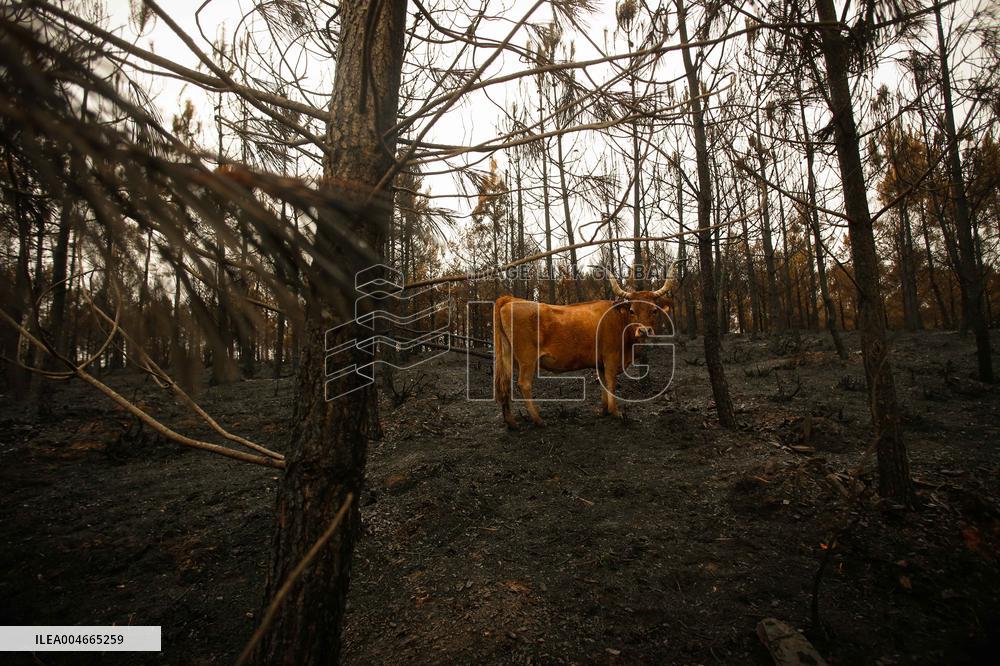 Several Cows on Burned Land - Spain