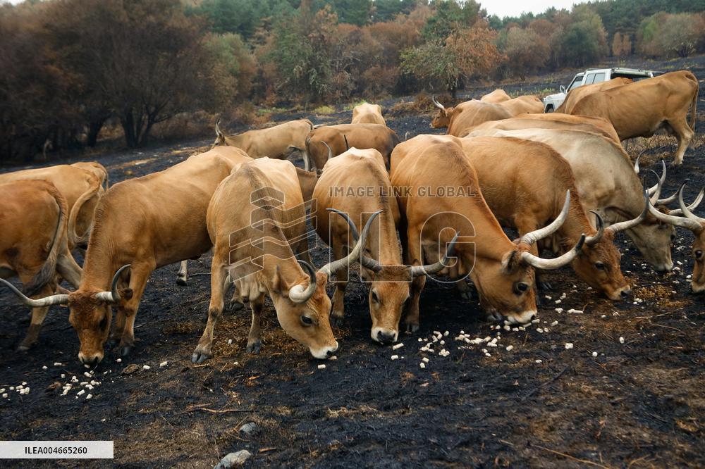 Several Cows on Burned Land - Spain