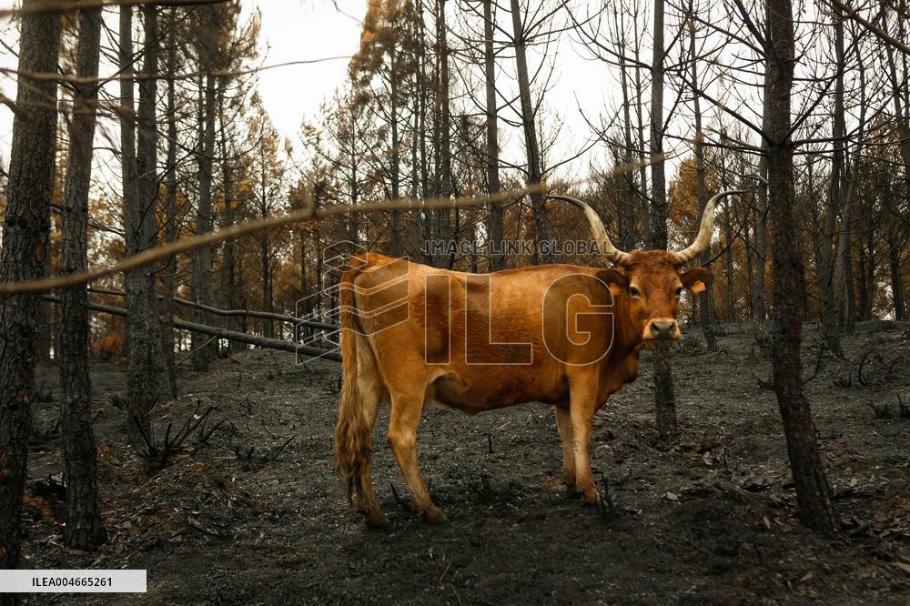 Several Cows on Burned Land - Spain