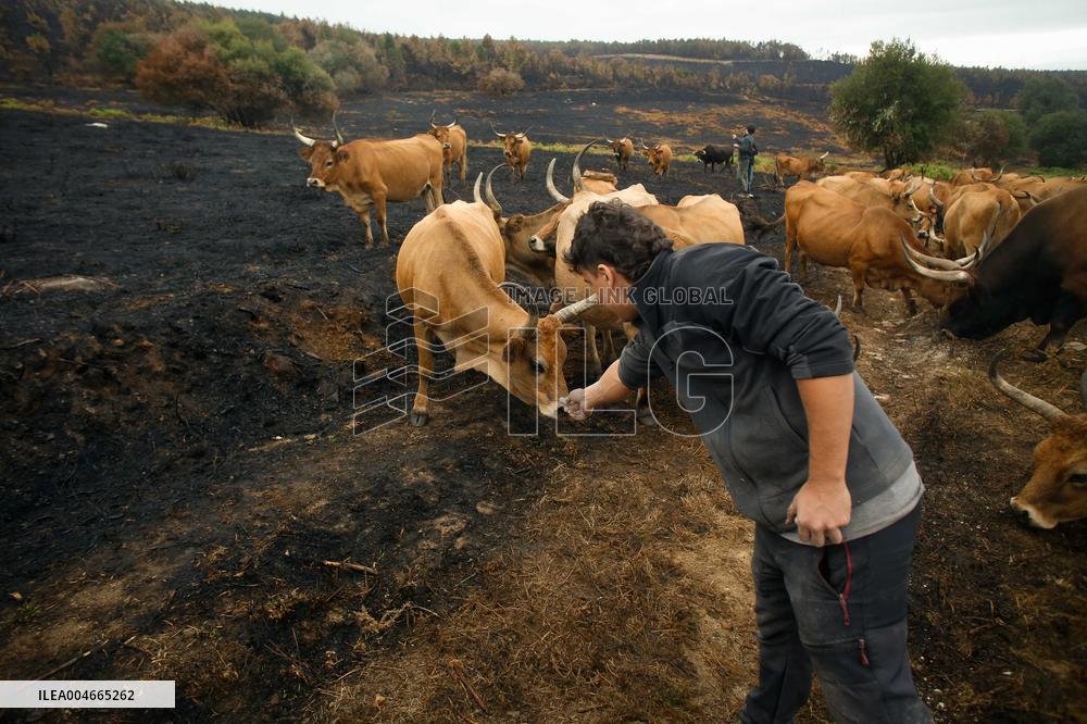 Several Cows on Burned Land - Spain