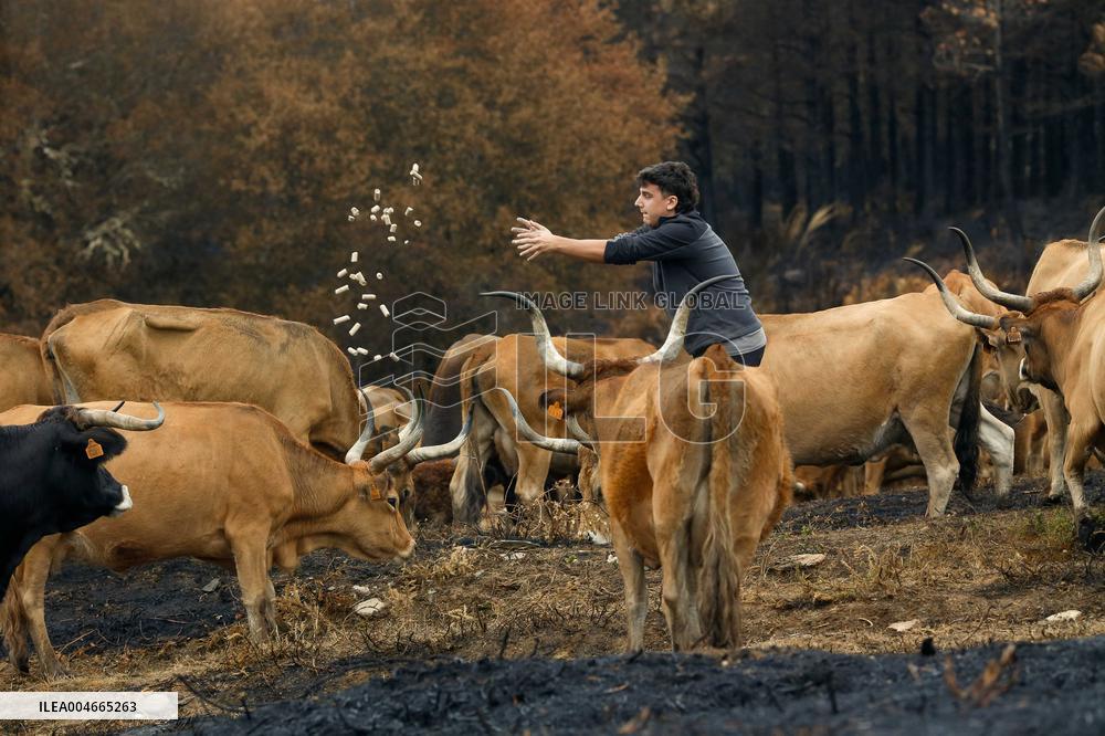 Several Cows on Burned Land - Spain