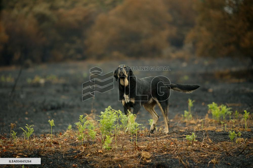 Several Cows on Burned Land - Spain