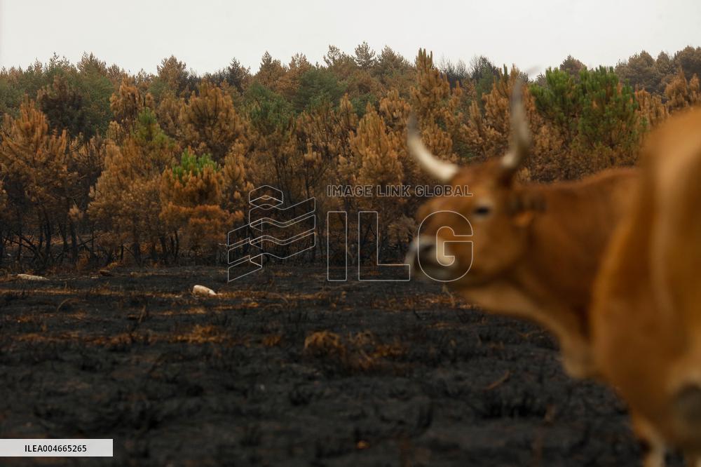 Several Cows on Burned Land - Spain