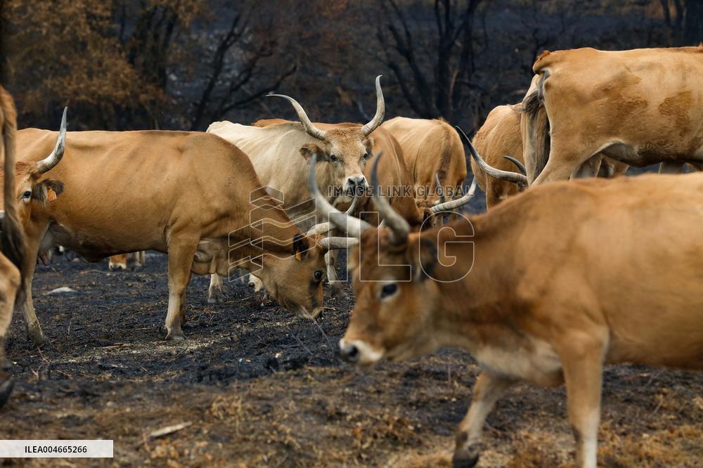 Several Cows on Burned Land - Spain