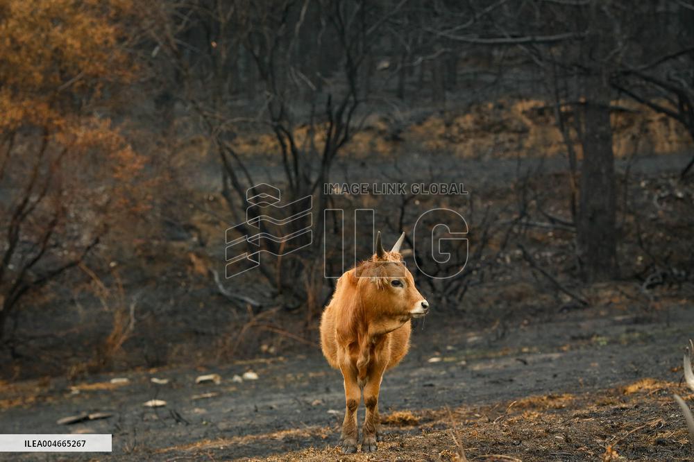 Several Cows on Burned Land - Spain