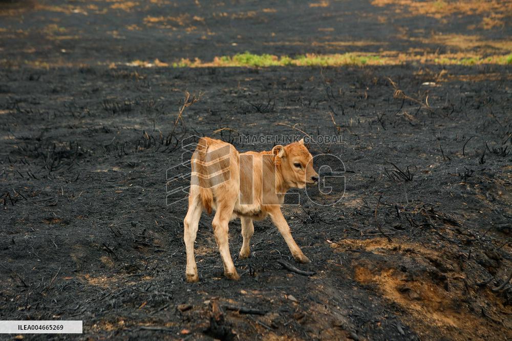 Several Cows on Burned Land - Spain