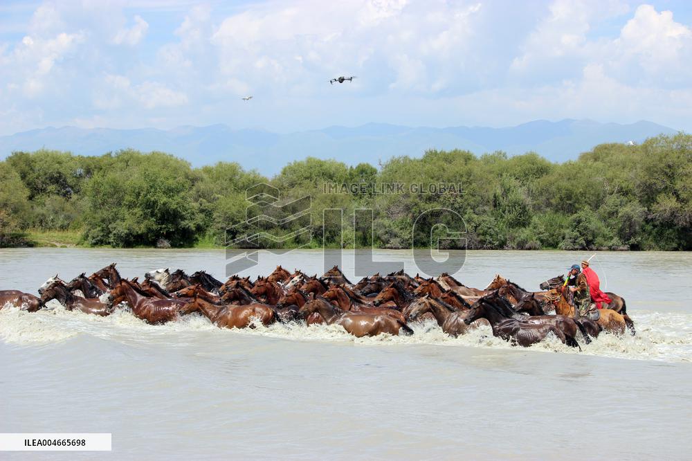 Horses Cross The Tekes River in Zhaosu Wetland Park