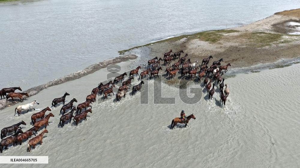 Horses Cross The Tekes River in Zhaosu Wetland Park