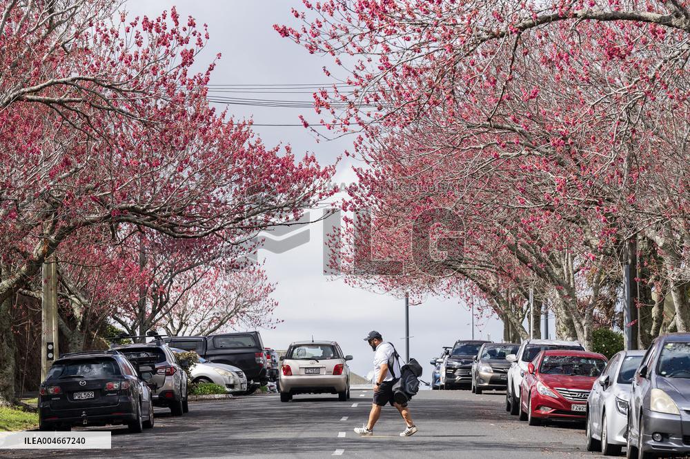 Cherry Blossom in Auckland - New Zealand