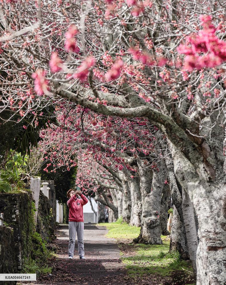Cherry Blossom in Auckland - New Zealand