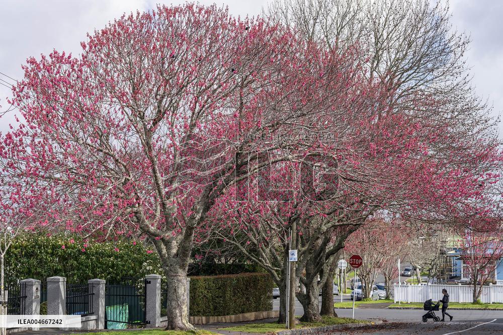 Cherry Blossom in Auckland - New Zealand