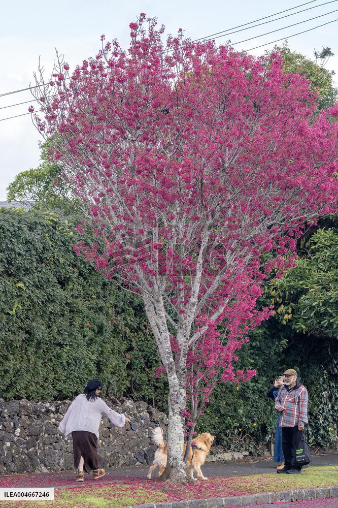 Cherry Blossom in Auckland - New Zealand